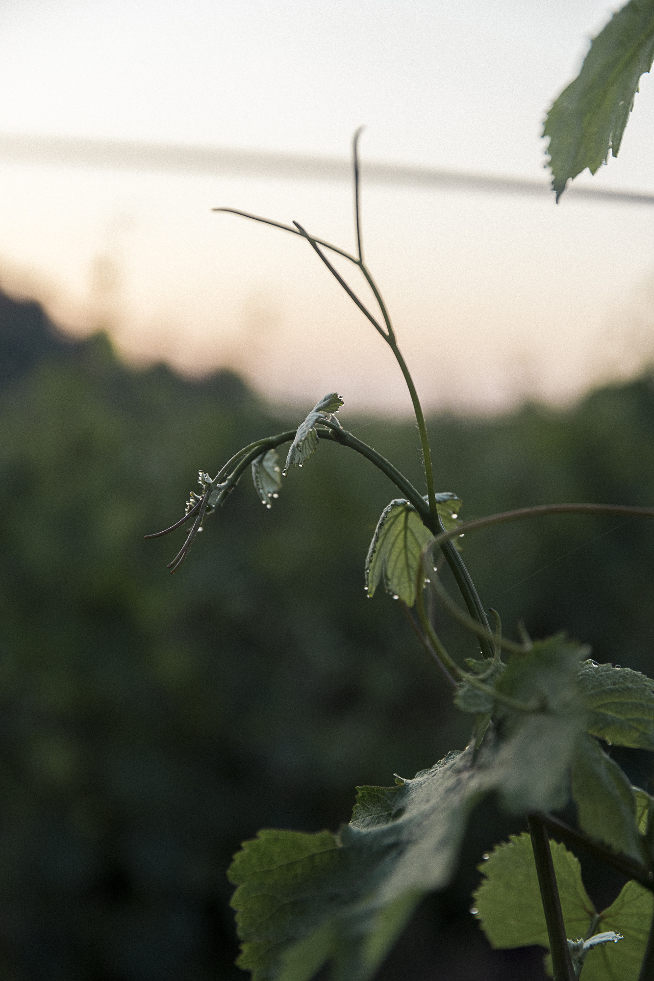 Domaine de la Bergerie