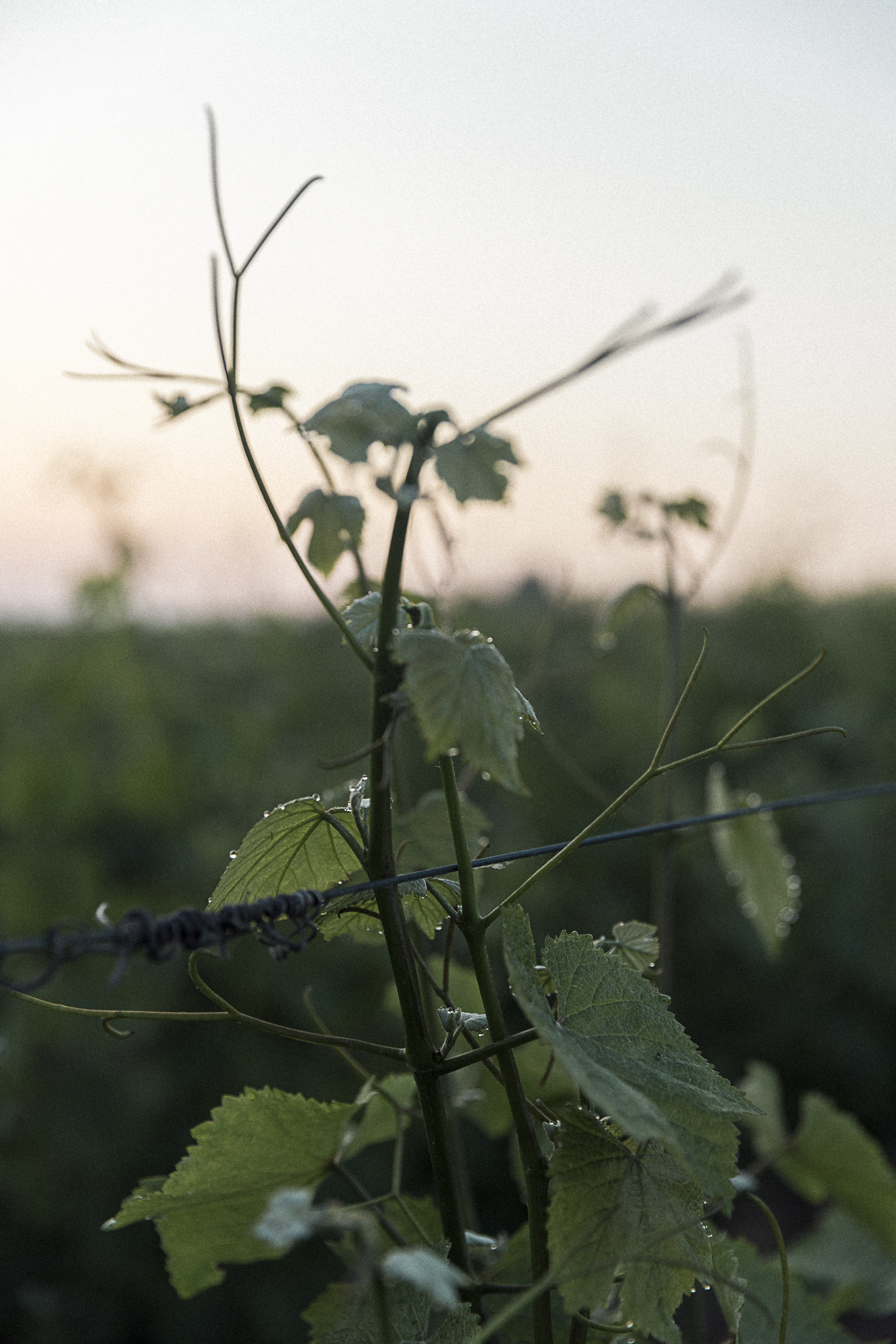 Vigneron en Anjou